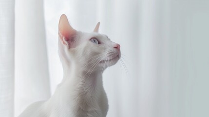 A curious Khao Manee cat against a backdrop of pure ivory white, its striking heterochromatic eyes and elegant demeanor giving it an air of mystique.