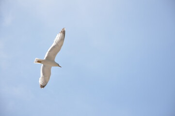 seagull in the sky