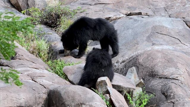 Indian sloth bear (Melursus ursinus), observed in Daroji Sloth Bear Sanctuary is located in Ballari district in Karnataka. Daroji Sloth Bear Sanctuary is Asia's first sloth bear sanctuary.