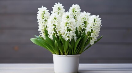 White hyacinth flowers grow in a pot. A delicate, beautiful spring flower. A fragrant, lush flower. The concept of spring, Women's Day.