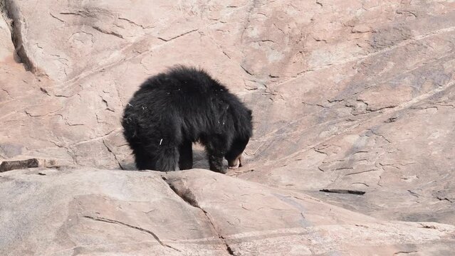 Indian sloth bear (Melursus ursinus), observed in Daroji Sloth Bear Sanctuary is located in Ballari district in Karnataka. Daroji Sloth Bear Sanctuary is Asia's first sloth bear sanctuary.