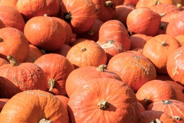 Pumpkins displayed on market shelves