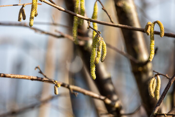 Hazel hazelnut (Corylus avellana). in Sauerland