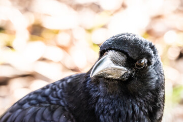 Crow　鴉　烏