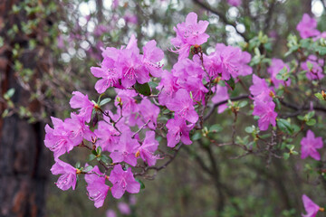 Rhododendron dauricum bushes with flowers (popular names bagulnik; maralnik) with bokeh background of forest.