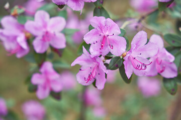 Macro photo of Rhododendron dauricum bushes with flowers with bokeh background of forest.