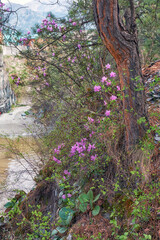 Rhododendron dauricum bushes with flowers (popular names bagulnik; maralnik) in Altai pine forest on the bank of river Katun.
