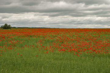 Field of red poppies