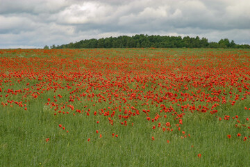 Field of red poppies