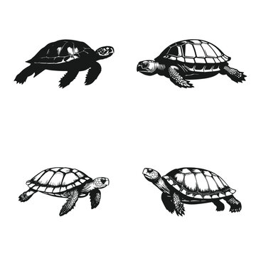 Turtle logo icon set premium silhouettes design on white background