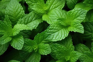 Mint Leaves: Close-ups of fresh mint leaves.