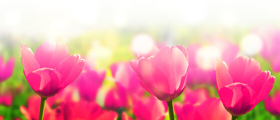 Field of blooming scarlet tulips on a colorful fresh background with bokeh effect.