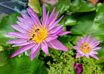 Obraz premium Honey bee pollinating of a purple water lily or Lotus Flower with green leaf in the pond.