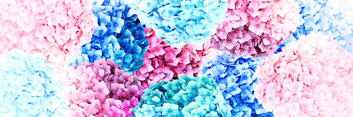 Blooming hydrangea bushes, creative abstract spring stylish background. Spring beauty of nature.