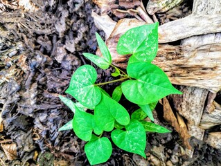 In the picture is There were two weeds with brown stems and heart-shaped leaves growing in the hay pile.