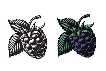 Blackberry. Beautiful engraving monochrome vector illustration. Icon, logo, isolated object	 - obrazy, fototapety, plakaty
