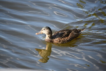 duck on the water