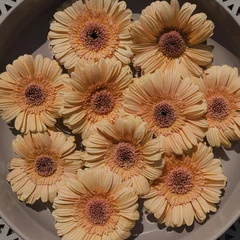 Foto auf Glas Pastel peachy gerbera flower buds in round dish on ornamental background © Floral Deco