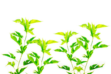 Photo of green branches and leaves, isolated on white background.