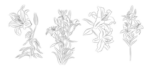 Lily flower line art vector illustrations set isolated on transparent background. Floral black ink sketch. Modern minimalist hand drawn design for logo, tattoo, wall art, poster.