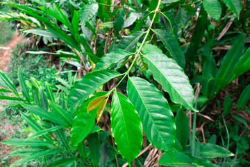 Close-up photo of coffee leaves in a nursery plantation.