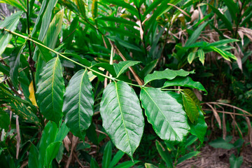 Close-up photo of coffee leaves in a nursery plantation.