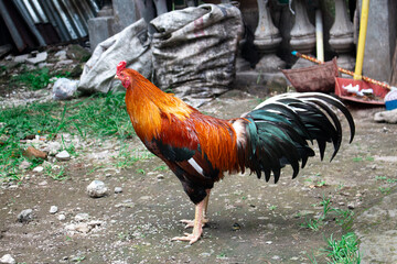Photo of a rooster in the yard.