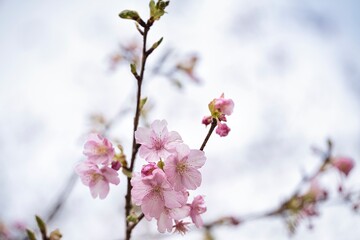 早春の梅の花
