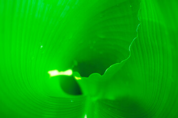 photo of light green banana leaves rotating,
Young banana leaves are bright green