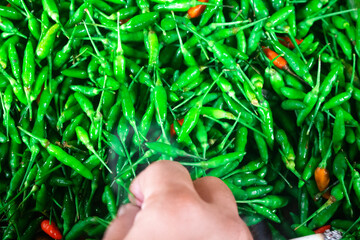 Photo of a hand picking lots of chilies from above.