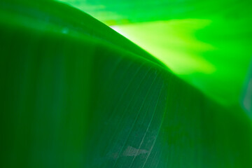 Close-up view of green banana leaf. nature background