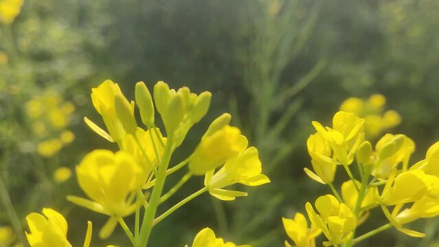 mustard with green. mustard flower yellow flowers 
 yellow flowers in spring with morning sunset set drops