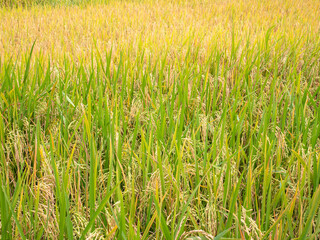 Ear of rice. Close up to thai rice seeds in ear of paddy. Beautiful golden rice field and ear of rice.