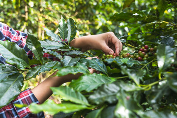 Close up coffee farmer picking red ripe coffee berries on tree in plantations