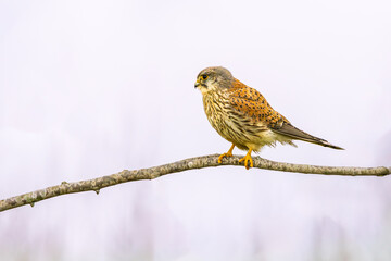 Close up of a Kestrel, Falco tinnunculus, observing from a branch in the light of the setting sun against a light violet sky