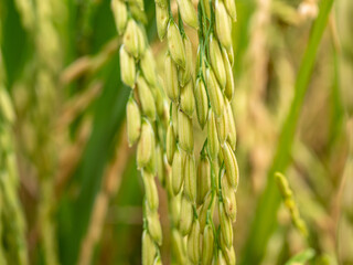 Fototapeta premium Ear of rice. Close up to thai rice seeds in ear of paddy. Beautiful golden rice field and ear of rice.