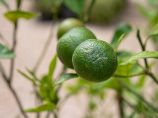 Citrus Japonica Thunb, Kumquat, Close up unripe kumquat fruit on green leaf background in garden .