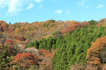南足柄市矢倉沢の里山。秋の風景。
