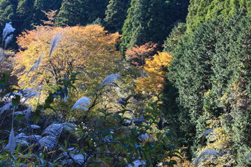 南足柄市矢倉沢の里山。秋の風景。