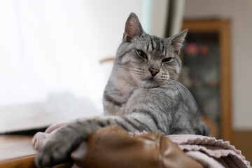 くつろぐ猫　サバトラ猫