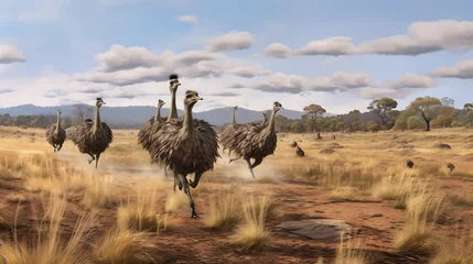 Schilderijen op glas Emus running across the plains. © Muhammad