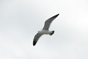 갈매기 배경삭제하고 사용할 수 있는 사린