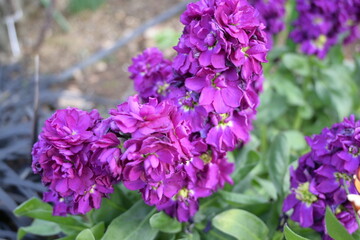 Obraz premium 紫の花