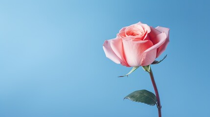 pink rose on blue background, generative ai, 