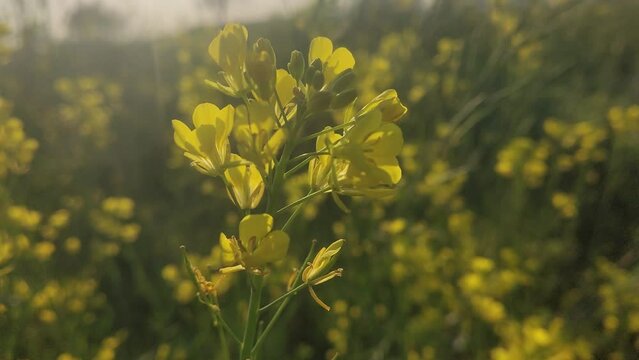 mustard with green. mustard flower yellow flowers  in the field flowers in spring field of yellow flowers