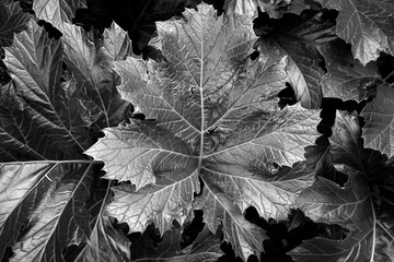 An acanthus leaf is isolated from the acanthus plant, in black and white.