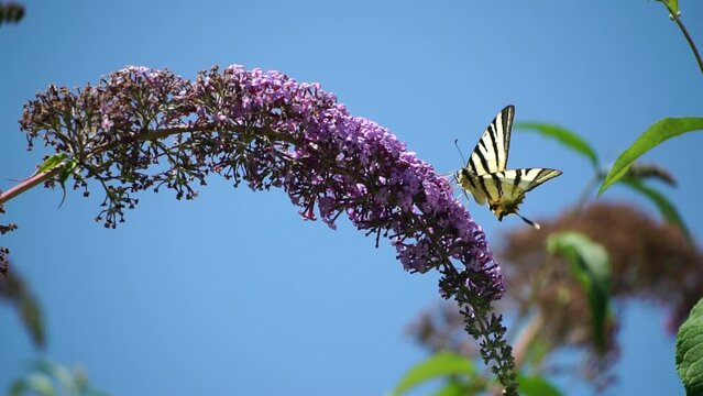 A common yellow swallowtail Papilio machaon on the flower of a butterfly bush Buddleja davidii . Close up, slow motion
