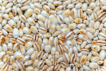 fermented barley grains , food texture
