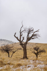 tree in the desert