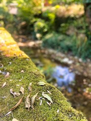 Menthon saint Bernard, France - September 12 2021 : moss and leaves on a stone edge along a mountain creek or river in a small french mountain village